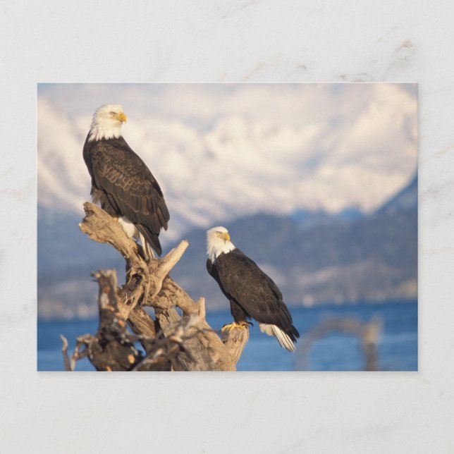 Cartão Postal águia-careca, Haliaeetus leuccocephalus, par (Frente)