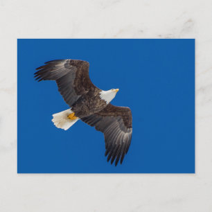 Cartão Postal Águia Cria-Vazia No Céu Azul