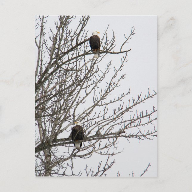 Cartão Postal Águia Dupla (Frente)
