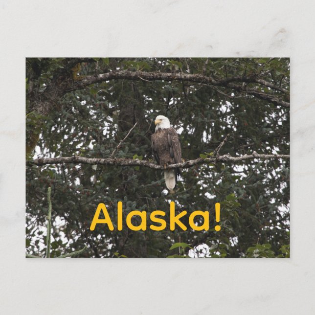 Cartão Postal Águia nas árvores (Frente)