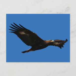 Cartão Postal Águia ouro