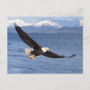 Cartão Postal águia-pescadora-americana, Haliaeetus leucocephalu