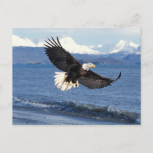Cartão Postal águia-pescadora, Haliaeetus leuccocephalus, em voo
