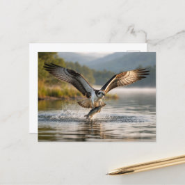 Cartão Postal Águia-pescadora Terras Altas da Escócia Amanhecer 