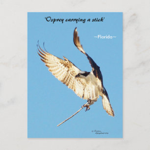 Cartão Postal Águia-pescadora voando com graveto Cartão-postal d