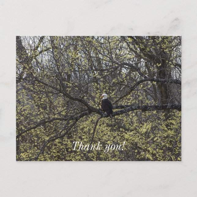 Cartão Postal Águia Vista Pintura (Frente)