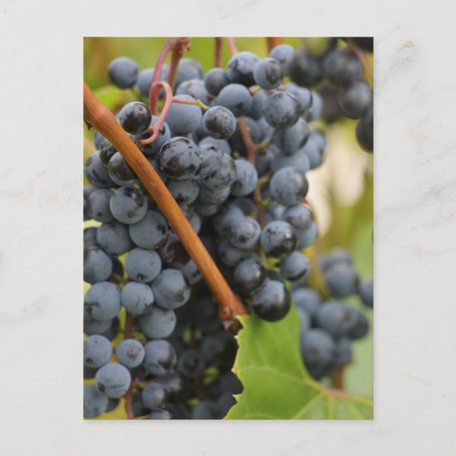 Cartão Postal Ainda Não Vinho (Frente)