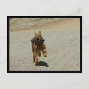 Cartão Postal Airedale Dog