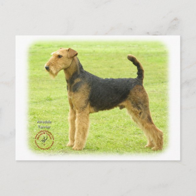 Cartão Postal Airedale Terrier 8T092D-16 (Frente)