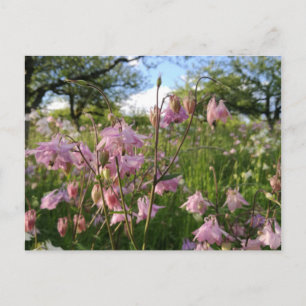 Cartão Postal Akeleien Wiese sob a designação Apfelbäumen