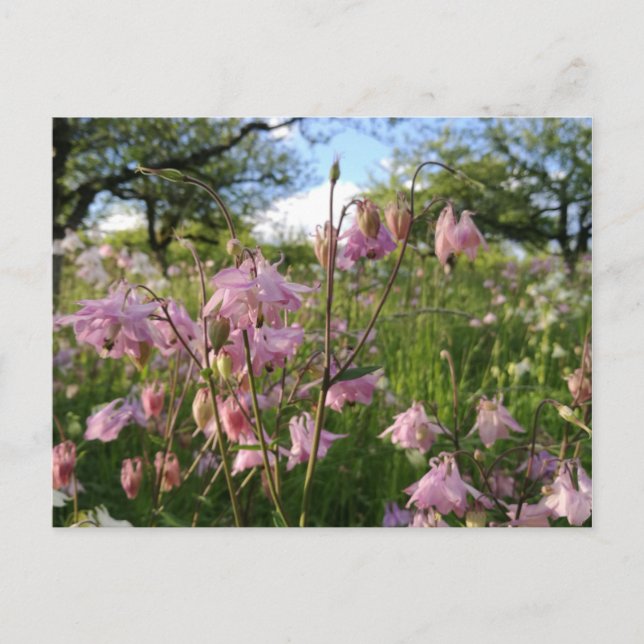 Cartão Postal Akeleien Wiese sob a designação Apfelbäumen (Frente)