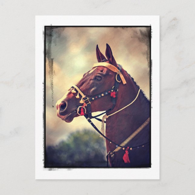 Cartão Postal Akhal Teke (Frente)
