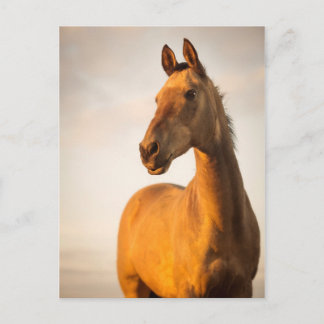 Cartão Postal Akhal teke no pôr do sol