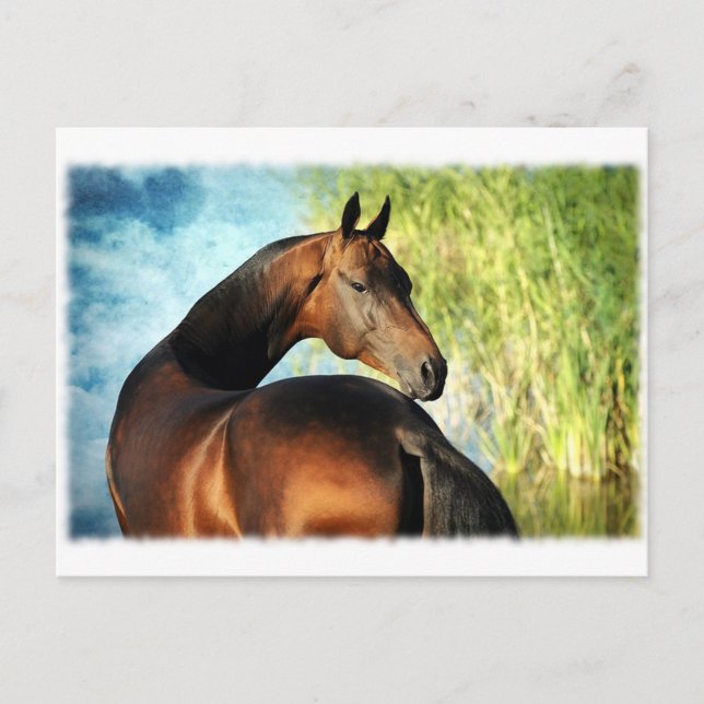 Cartão Postal Akhal-teke stallion (Frente)