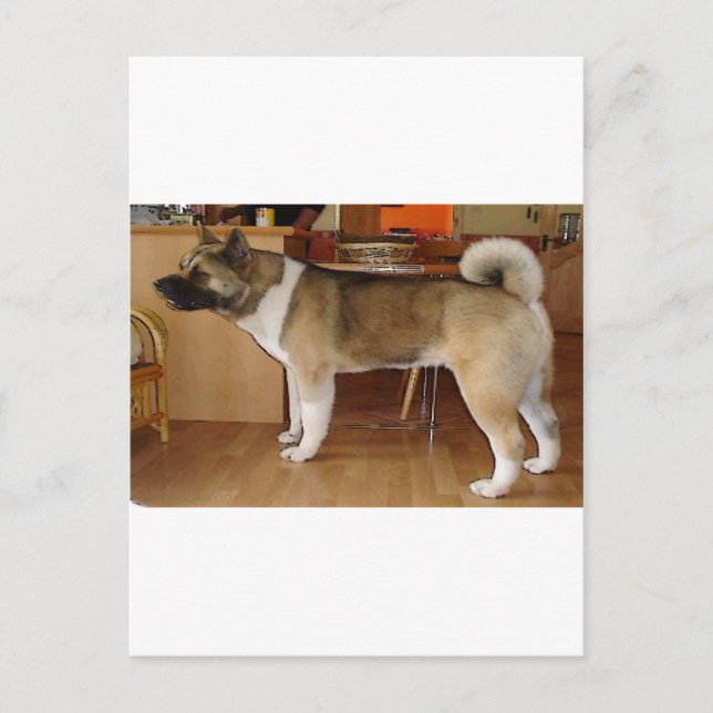 Cartão Postal Akita (Frente)