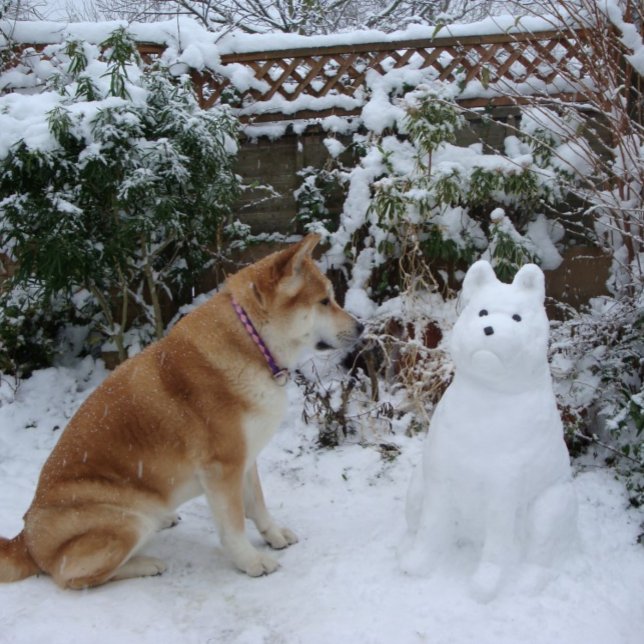 Cartão Postal akita bonitinha sentada na neve com foto de cachor (Criador carregado)