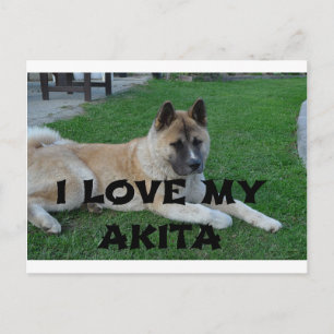 Cartão Postal akita castanho deitado com amor w foto