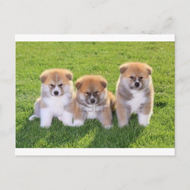 Cartão Postal Akita Inu Dog Puppies (Frente)