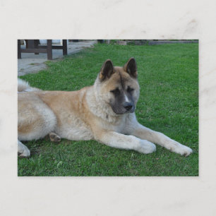 Cartão Postal akita, jogando.png