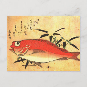 Cartão Postal Akodai - Impressão de Peixe Japonês Colorido de Hi
