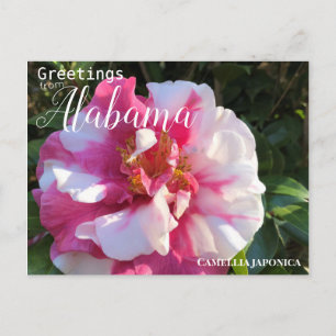 Cartão Postal Alabama Camellia Flower