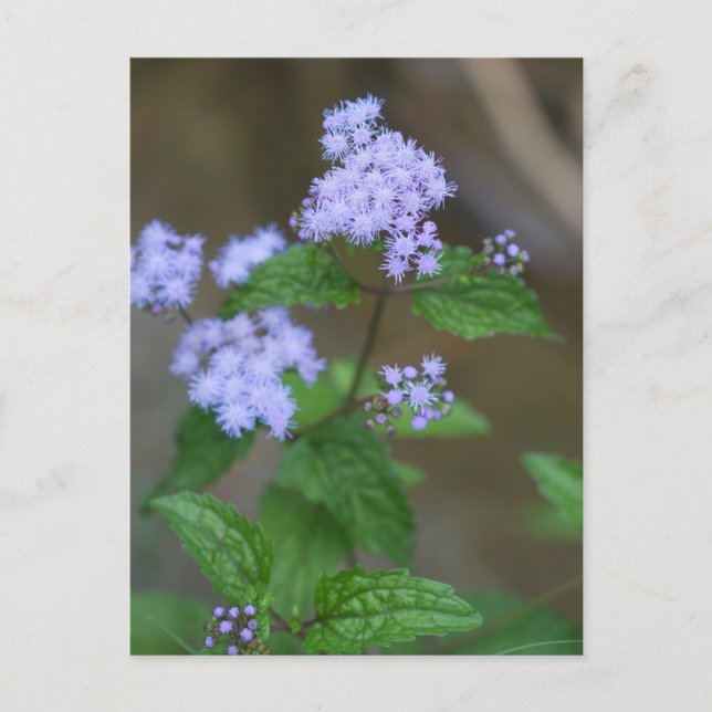Cartão Postal Alabama Lavanda Selvagem Ageratum Wildflower (Frente)
