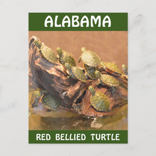 Cartão Postal Alabama Red Belied Turtle 2 (Alabama) (Frente)