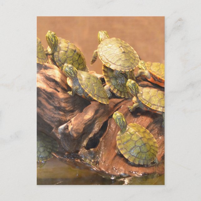 Cartão Postal Alabama Red Belied Turtle 2 (Alabama) (Frente)
