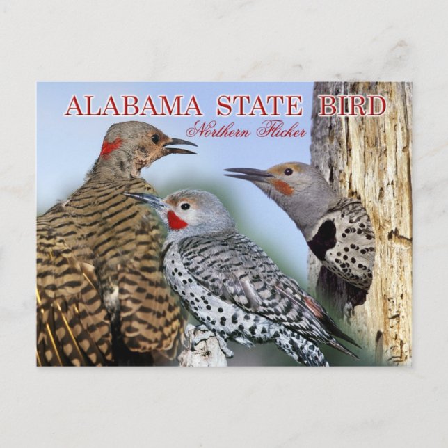 Cartão Postal Alabama State Bird - Norte Flicker (Frente)