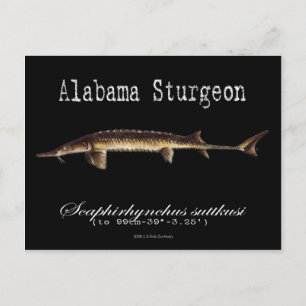 Cartão Postal Alabama Sturgeon-Black-Postcard