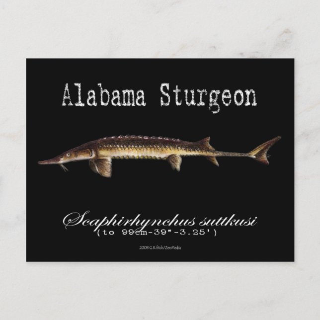 Cartão Postal Alabama Sturgeon-Black-Postcard (Frente)