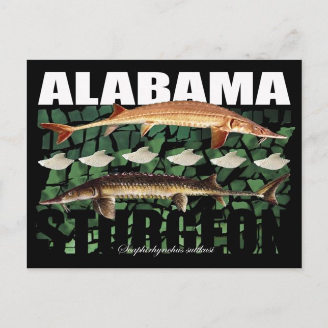 Cartão Postal Alabama Sturgeon-Collage-Postcard (Frente)