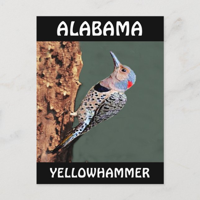 Cartão Postal Alabama Yellowhammer (Frente)