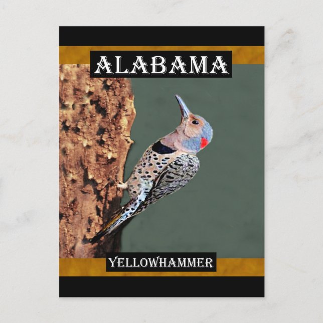 Cartão Postal Alabama Yellowhammer (Frente)
