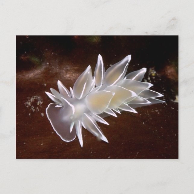 Cartão Postal Alabaster Nudibranch - Cartão-postal (Frente)