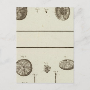 Cartão Postal Alasca