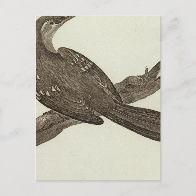 Cartão Postal Alasca 2 (Frente)