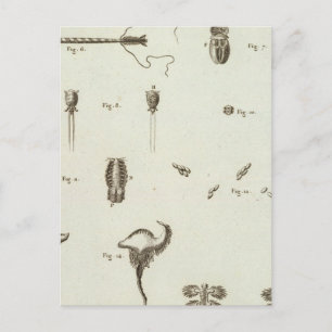 Cartão Postal Alasca 3