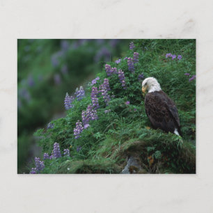 Cartão Postal Alasca, Ilha Unalaska Águia-careca entre Nootka