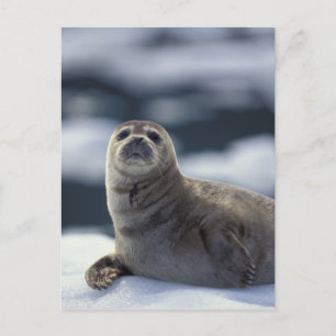Cartão Postal Alasca, região sudeste Foca-harbor no gelo