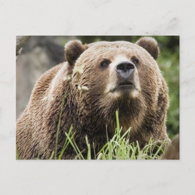 CARTÃO POSTAL ALASKA (Frente)