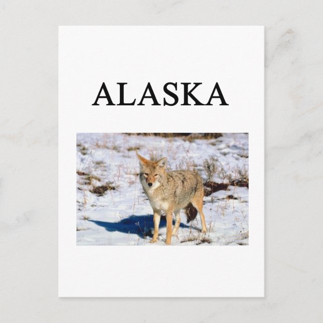 Cartão Postal alaska (Frente)