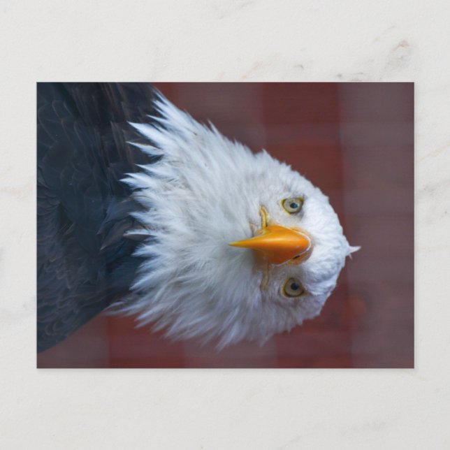 Cartão Postal Alaska Bald Eagle, muito sério (Frente)