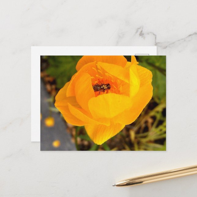 Cartão Postal Alaska Beauties (Frente/Verso In Situ)