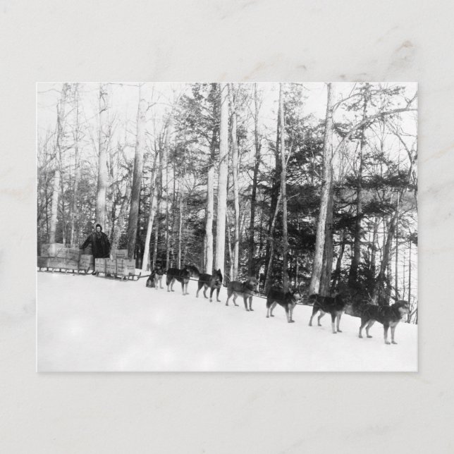 Cartão Postal Alaska Dog Sledim (Frente)