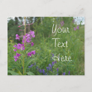 Cartão Postal Alaska Fireweed wildflower