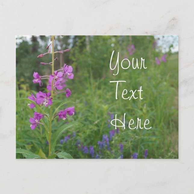 Cartão Postal Alaska Fireweed wildflower (Frente)