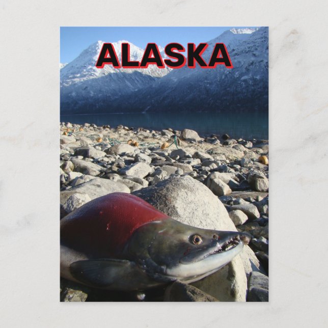 Cartão Postal Alaska Sockeye Salmon (Frente)