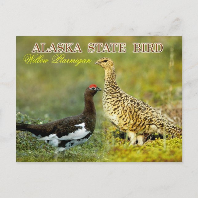 Cartão Postal Alaska State Bird - Willow Ptarmigan (Frente)