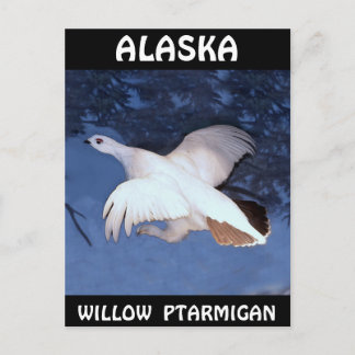 Cartão Postal Alaska Willow Ptarmigan